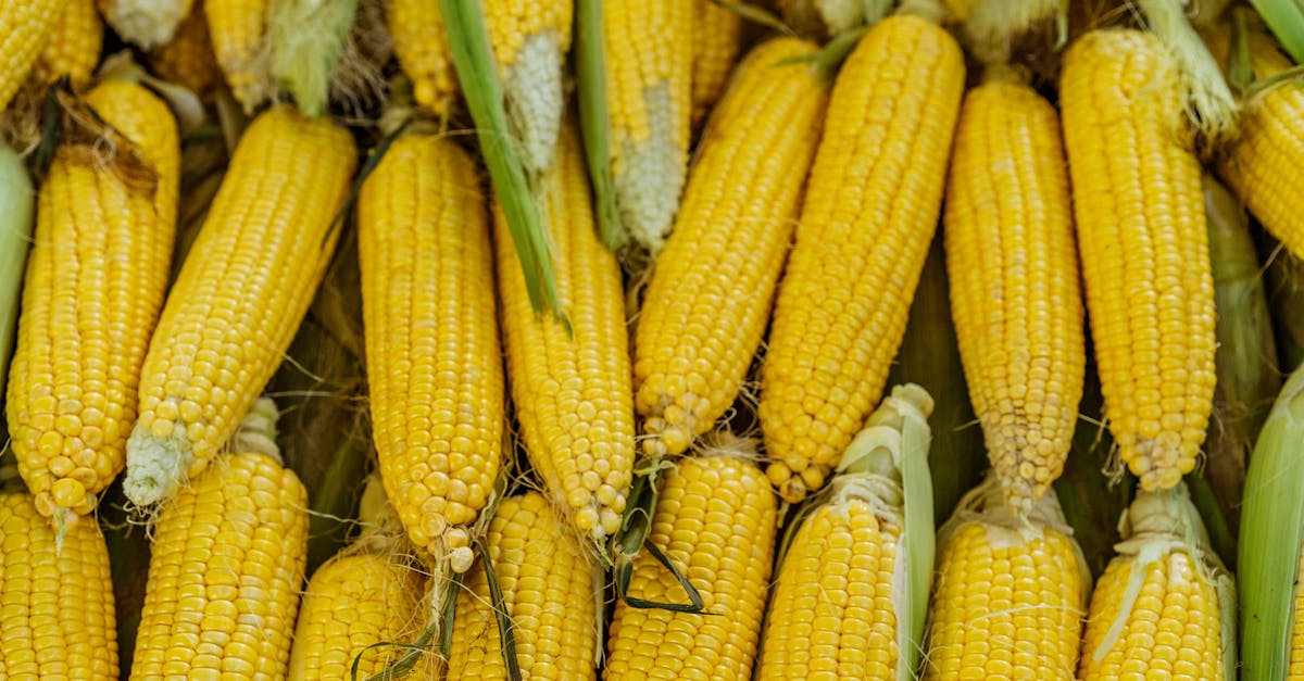 découvrez le délicieux épi de maïs de kfc : cuit à la vapeur et servi chaud, il accompagne parfaitement votre poulet préféré pour un repas savoureux et équilibré.