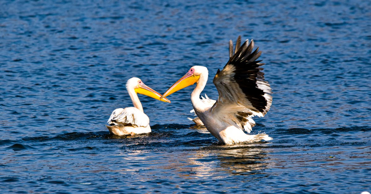 découvrez le lac de gérardmer, situé au cœur des vosges. profitez de ses paysages magnifiques, activités nautiques, randonnées et charme naturel, idéal pour des vacances en famille ou une escapade nature.