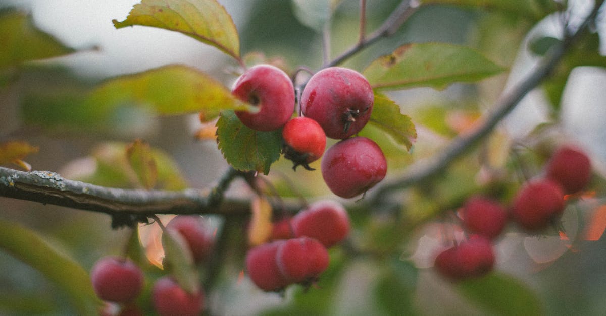 découvrez nos fruits mûrs, frais et savoureux, parfaits pour une alimentation saine et gourmande.