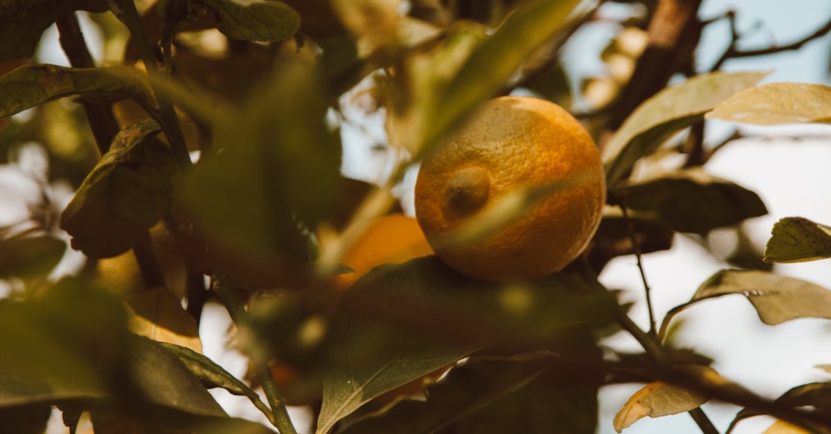 découvrez notre sélection de fruits mûrs et savoureux, parfaits pour une alimentation saine et gourmande.